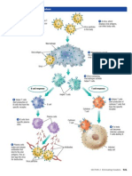 The Immune Response System: Figure 7 Antigens (Small Green