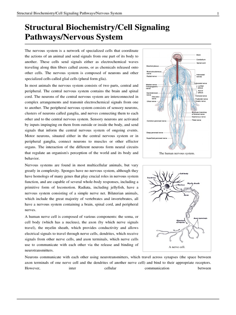 Motor Neuron Response to Mosquito Stimuli | PDF | Action Potential ...