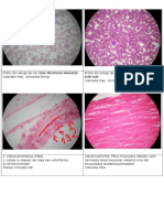 Histologie Animala