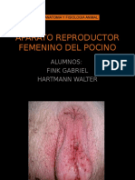 Aparato Reproductor Femenino Del Porcino