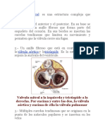 Anatomia de La Valvula Mitral