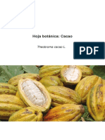 Hoja Botanica Cacao 2x12