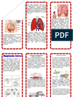 Respiración: Órganos y Función