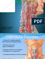 Tiroides Paratoroides y Esofago