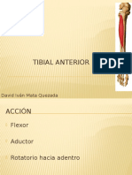 Tibial Anterior