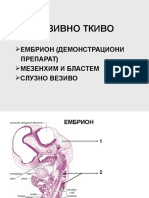 4. Embrion, Mezenhcccim i Blastem, Sluzno Vezivo