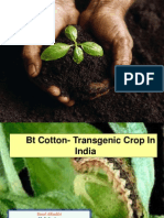 BT Cotton