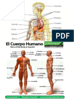 Partes Del Cuerpo Humano