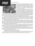 ÀJÓBI PUPÁ_Aroeira Vermelha