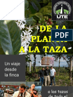 De La Planta A La Taza de Cafe