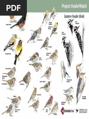 Birds Project Feederwatch