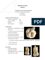 Morfologi Gigi Molar