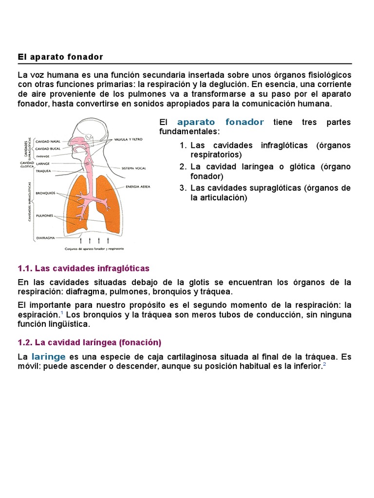 Estructura y Función del Aparato Fonador | PDF | Laringe | Anatomía humana