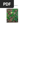 Vassourinha de Relógio