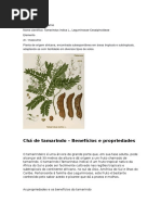 Tamarino_EWÉ ÀJÀGBAÓ