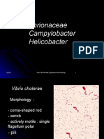 bakteri-kp3-2013