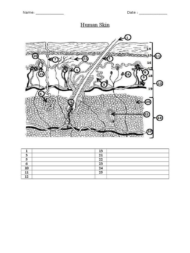 human-skin-worksheets