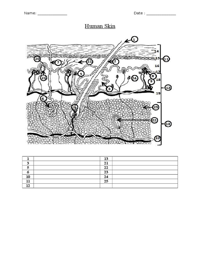 human-skin-worksheets