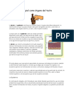 La Piel Como Órgano Del Tacto