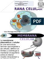 MEMBRANA 