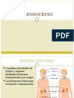 Sistema Endocrino