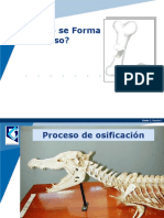 Proceso de Osificación 09