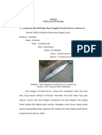 Tipus Ikan Tenggiri PDF