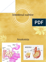 Intestinul subtire