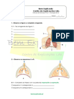 A.3.3 Sistema Respiratório Humano Ficha de Trabalho 1