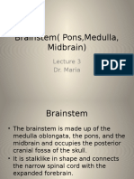 Brainstem (Pons, Medulla, Midbrain) : Dr. Maria