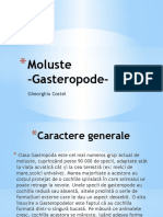 Moluste - Gasteropode