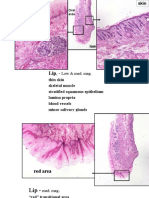 Low & Med. Mag.: Oral Side