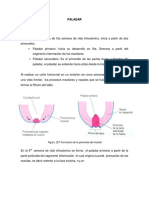 paladar hendido.pdf