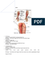 Otot Ekstremitas Atas