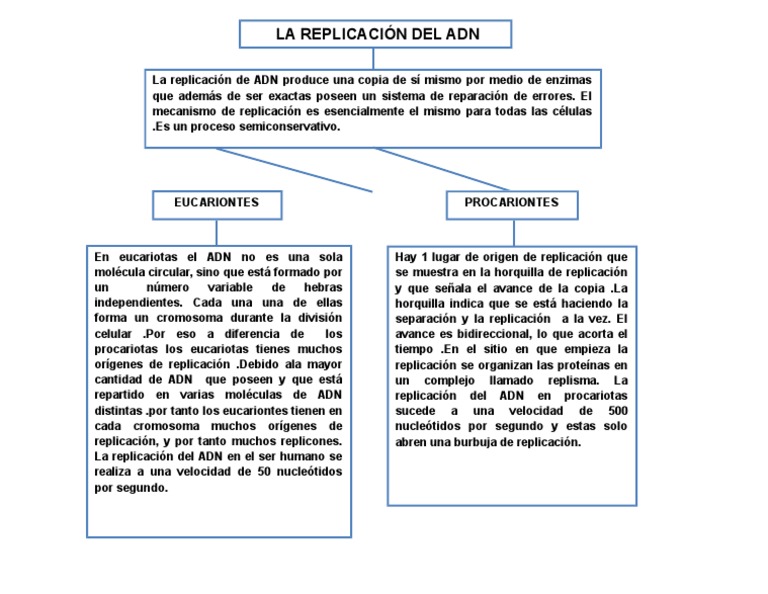 Mapa Conceptual de Replicacion de ADN
