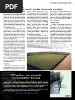 Informativo - IPEF Notícias - Outubro/2010