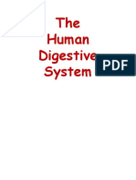 The Human Digestive System