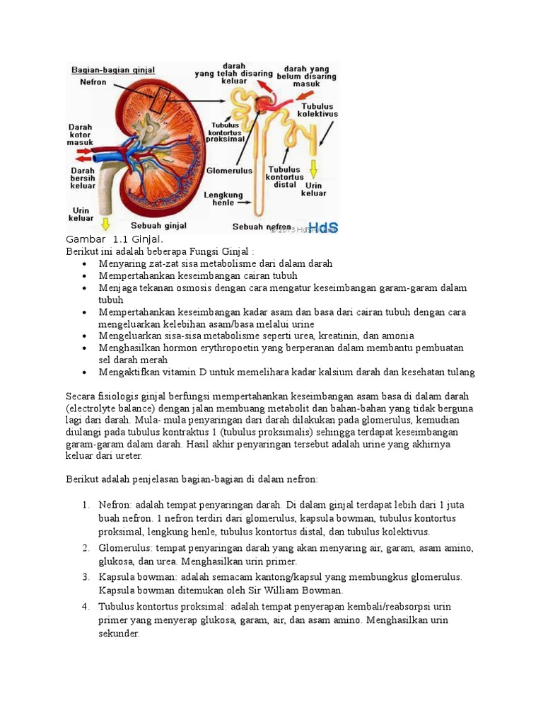 Gambarkan Skema Pembentukan Urine Pada  Manusia Lengkap 
