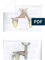 musculos  imagenes