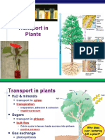 Transport in Plants: AP Biology AP Biology