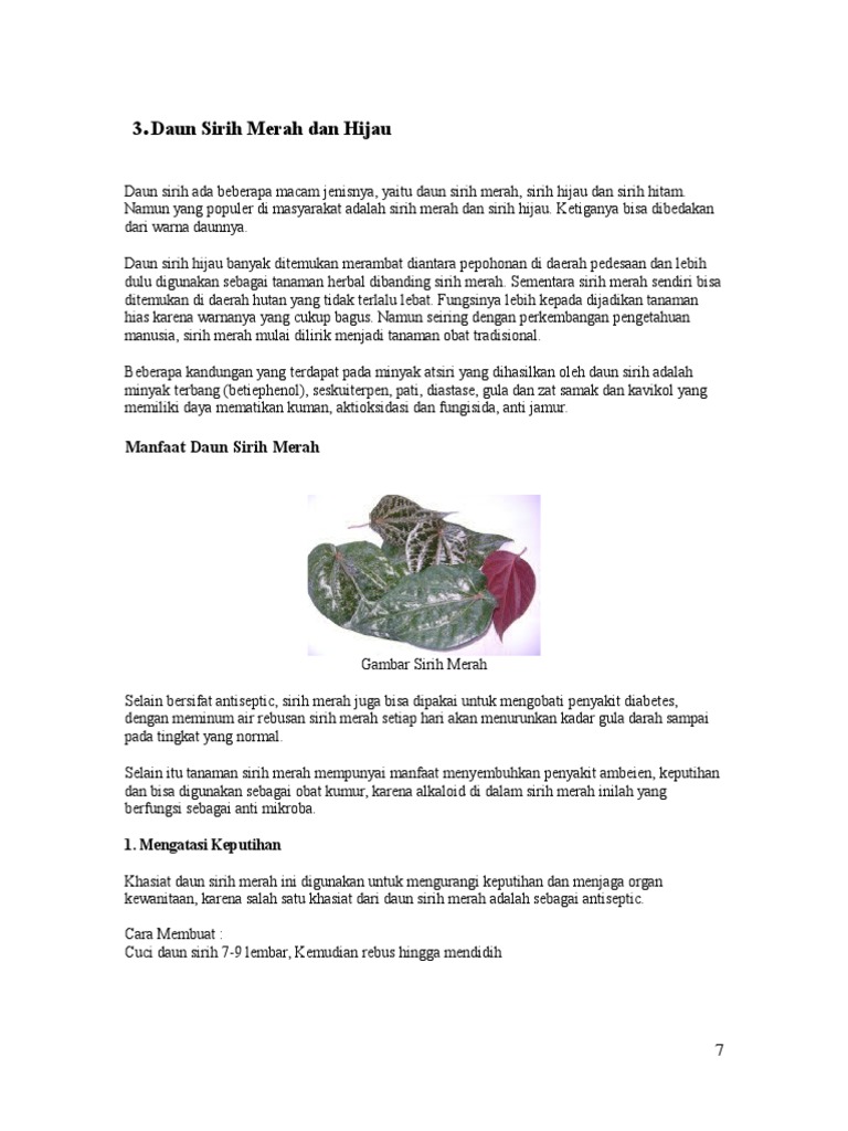 Daun Sirih Daun Sirih