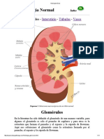 Histologìa del glomérulo