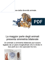 Evoluz. Animale Fino A Platelminti