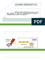 Metabolismo Energetico