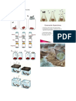 Teoria de La Generacion Espontanea