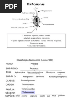 Download Biologia - Trichomonas vaginalis by Biologia Concurso Vestibular SN2972831 doc pdf