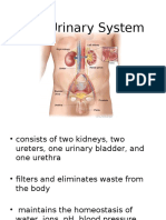 The Urinary System