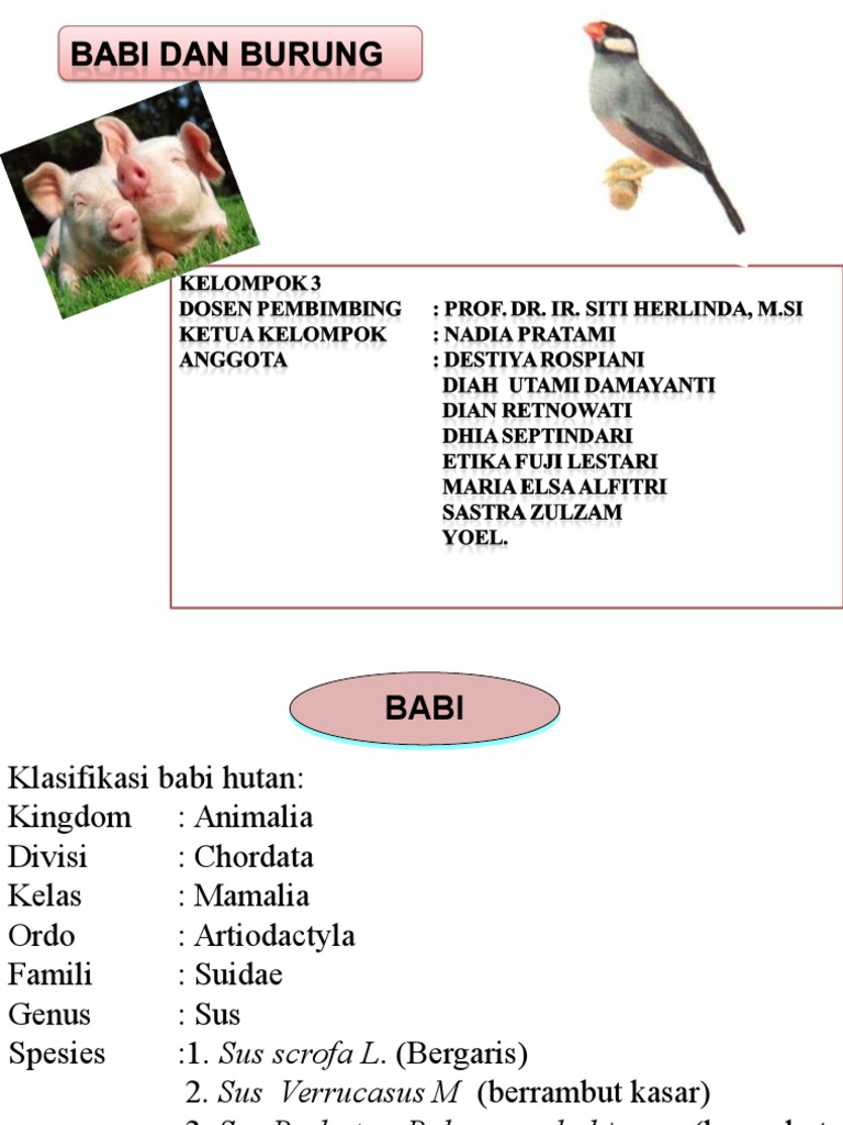Kelompok 3 Babi Dan Burung
