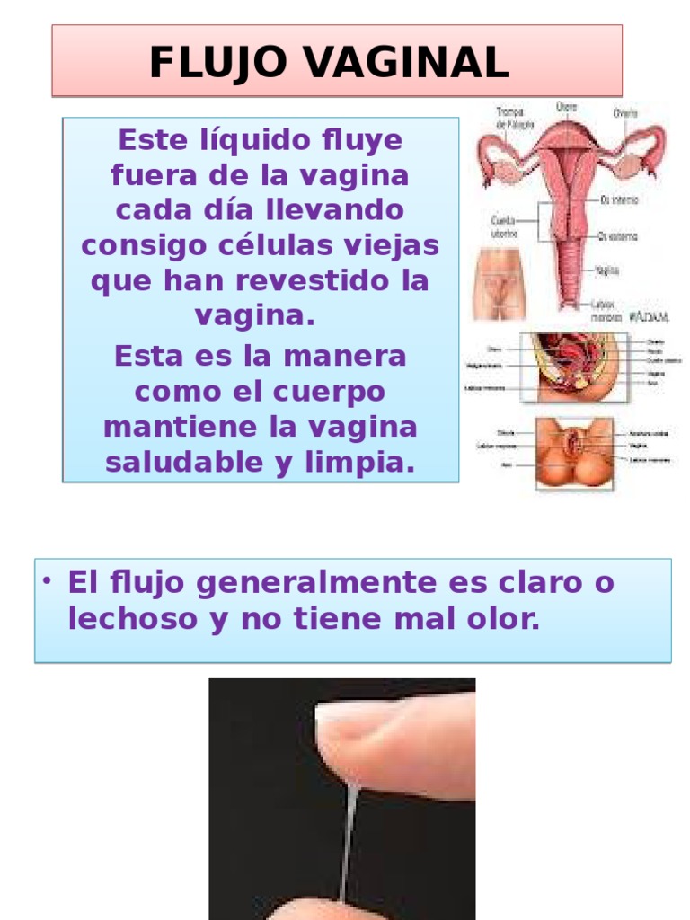 FLUJO VAGINAL Exponer Lunes Menstruación Vagina