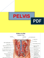 Pelvis - Organa Urogenitalia Masculina